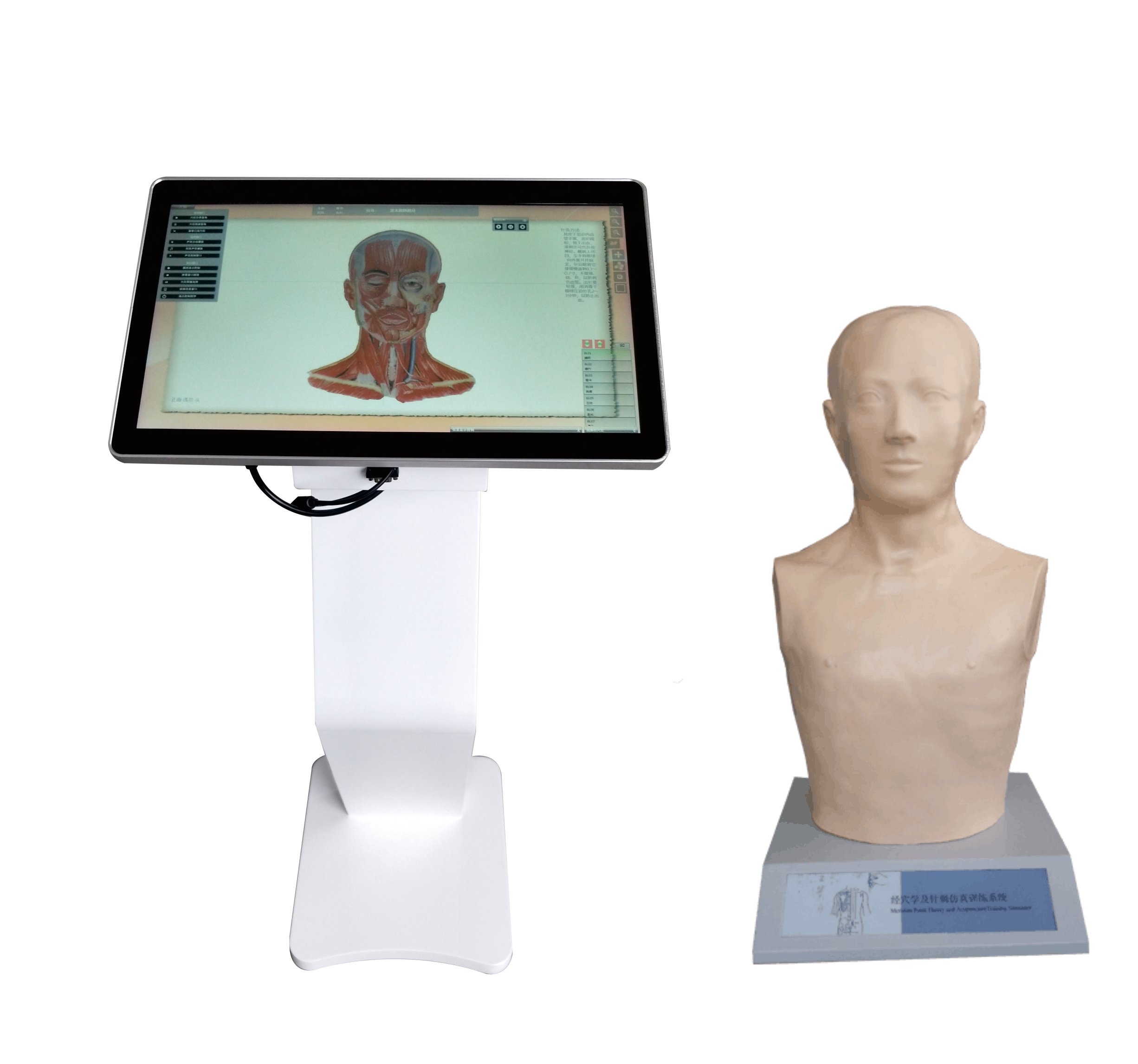 經穴學及針刺仿真訓練係（xì）統