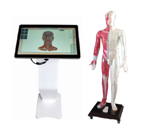 55寸/42寸/19寸多媒體（tǐ）人體針灸（jiǔ）穴位交互數字平台