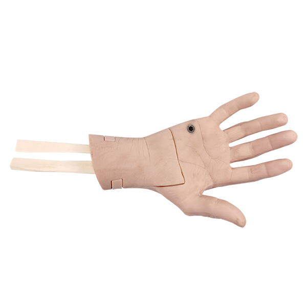 腕關節鏡（jìng）檢查模型