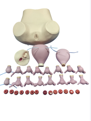 高級婦科綜（zōng）合檢查訓練模型