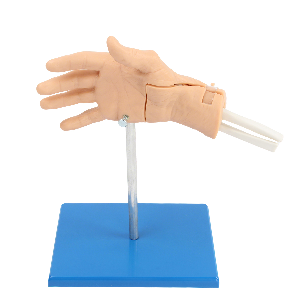 腕關節鏡檢查模型（xíng）