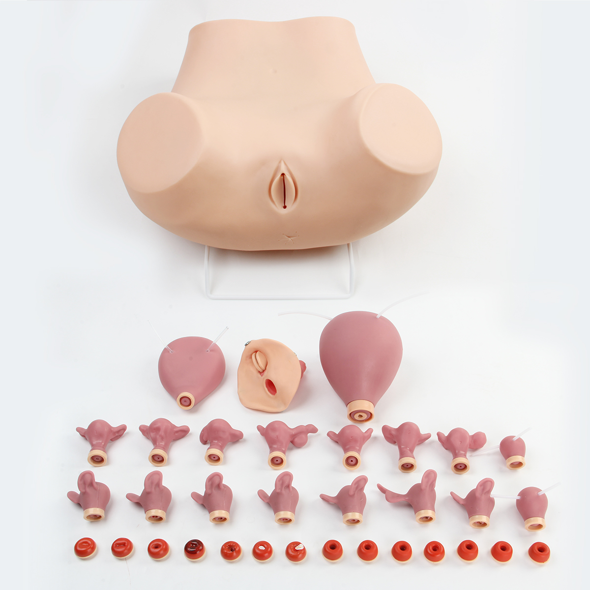 高級婦科綜合檢查訓練模型