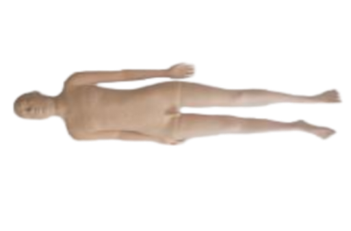 全功能中醫模擬（nǐ）訓練模（mó）型