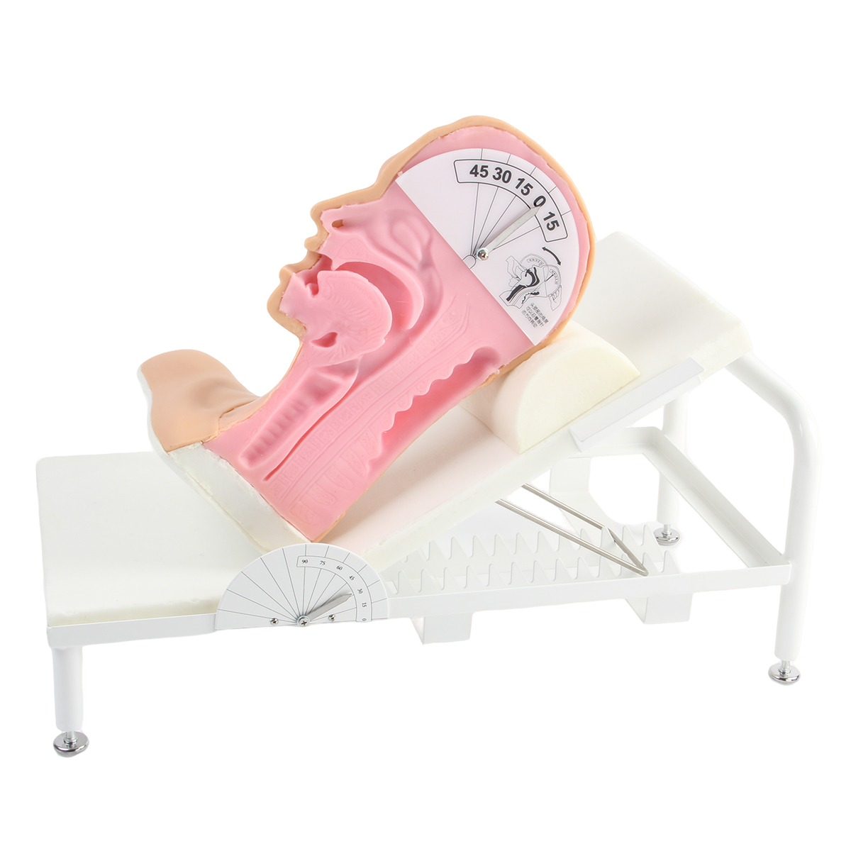 高級吞咽機製模型