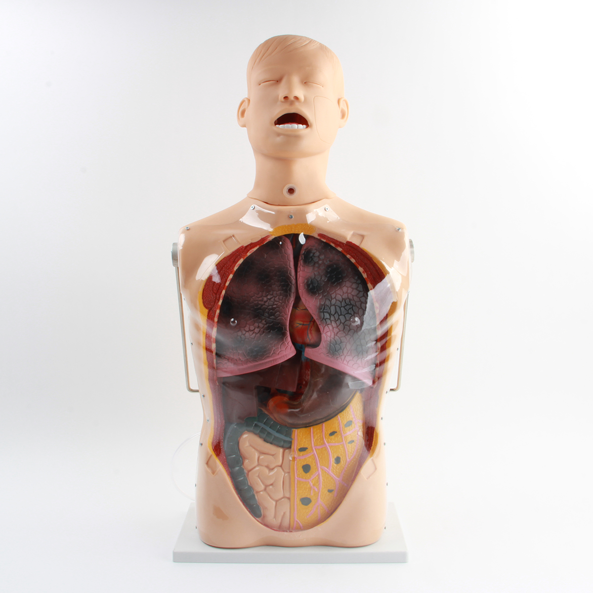 三腔二囊管訓練模型（xíng）