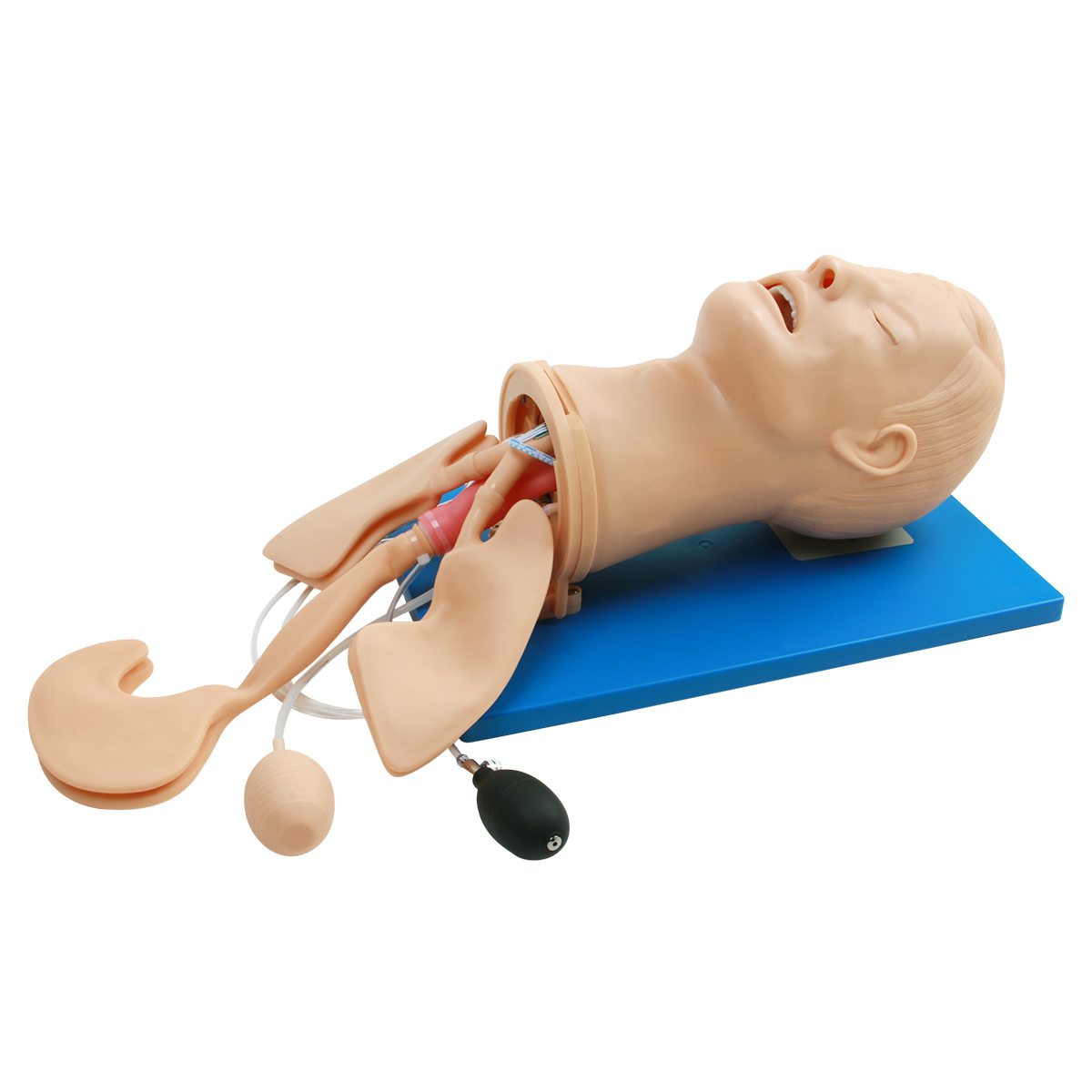 全功能氣道管理模型