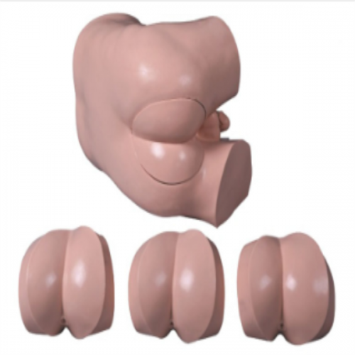 高級直腸指（zhǐ）診檢查模型（xíng）