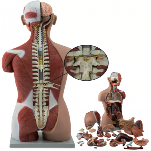 男（nán）、女（nǚ）兩性人體背部開放式半（bàn）身（shēn）肌肉軀幹模（87cm/29件）型