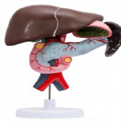十二指腸、胰、脾、膽解剖模型