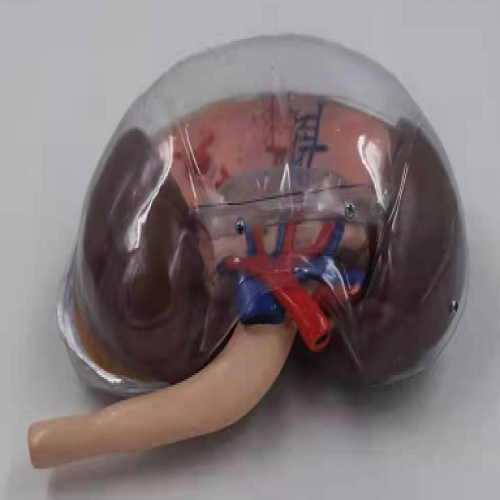 透明腎髒放大模型