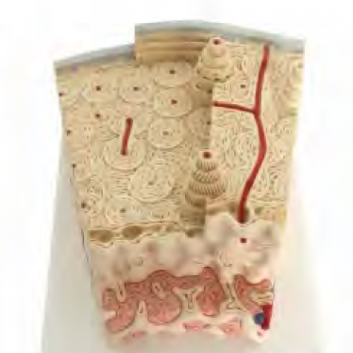 骨結構模型（xíng）