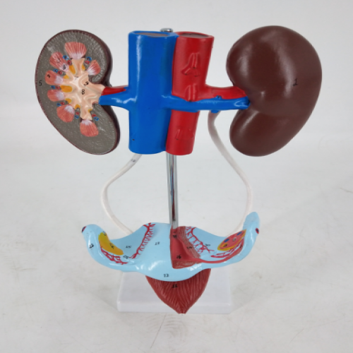 女性泌尿生殖係統模型（3部件）