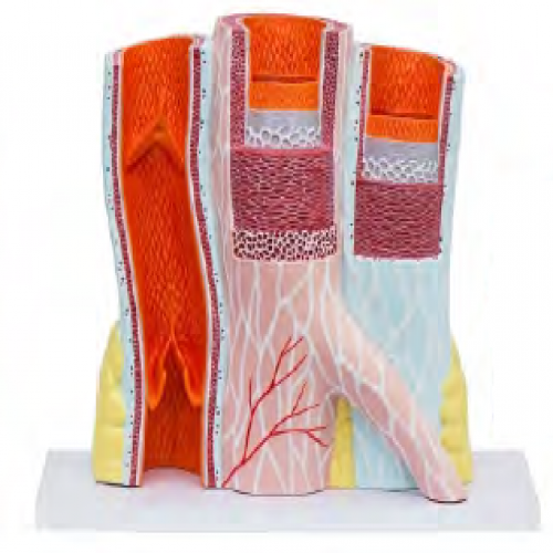 動脈與靜脈解剖放大模（mó）型