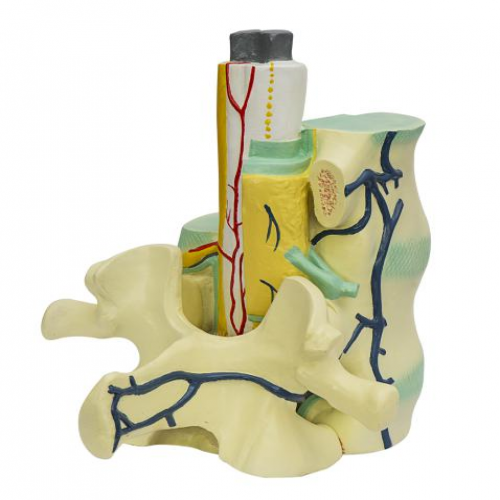 脊（jǐ）髓與椎骨關係模型