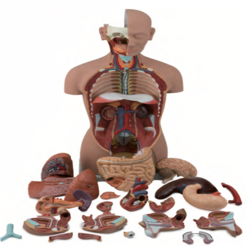 男、女兩性人體半身軀幹模型（85cm/25件）