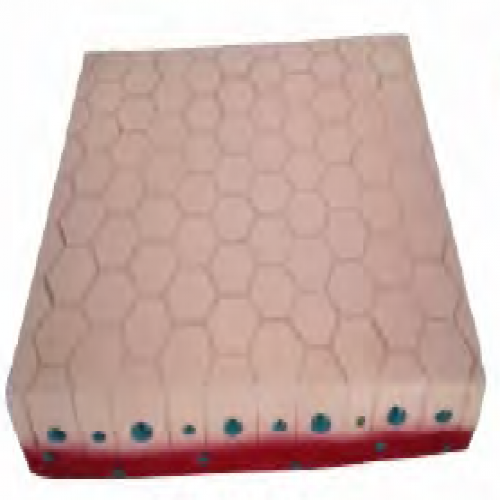 單層立方上（shàng）皮（pí）組織模型