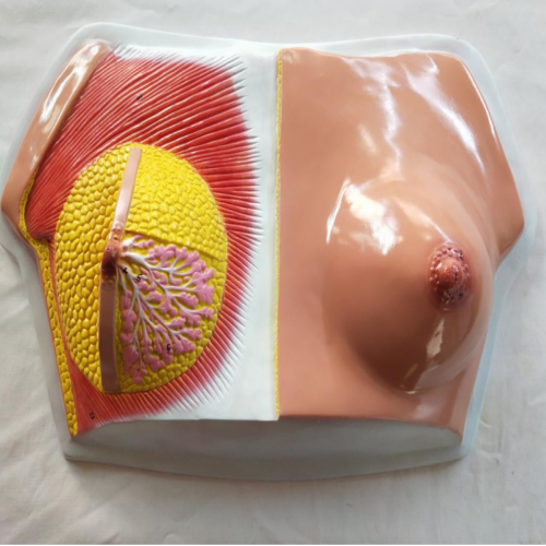 乳房解剖（pōu）模型（xíng）