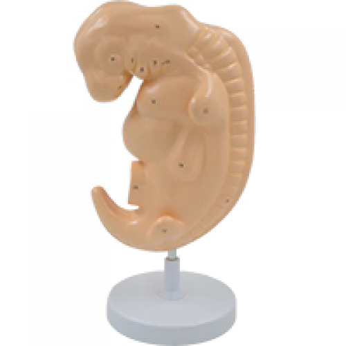  胚胎放（fàng）大（dà）模型