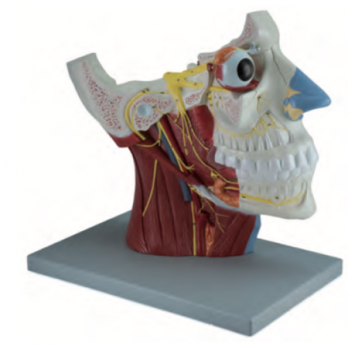 腦N在頭頸部分布模型（十二（èr）對腦神經模型）