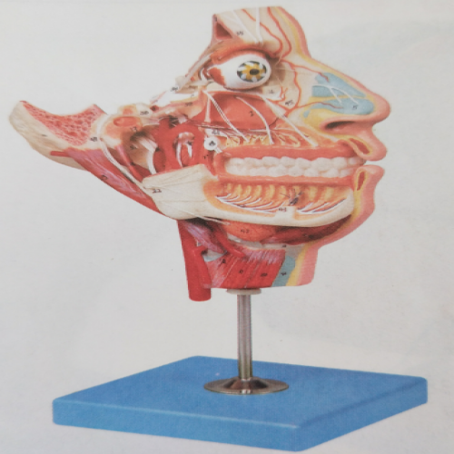 頭麵部血管神經（jīng）模型
