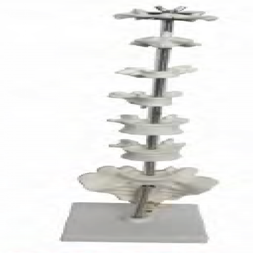 各部椎骨形態特征模型