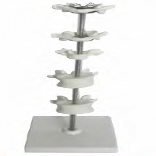 寰、樞、頸（jǐng）、胸、腰椎模型