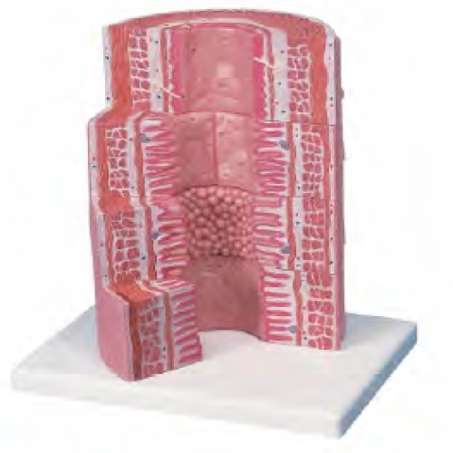  微觀消化係統模型