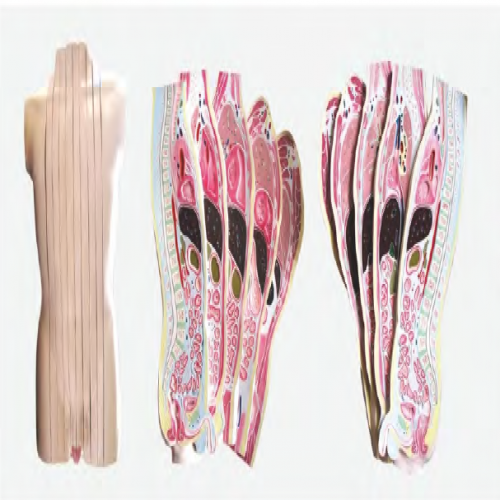 人體軀幹矢狀斷斷（duàn）層解剖模型