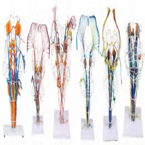 腦幹腦神經核腦傳導束模（mó）型