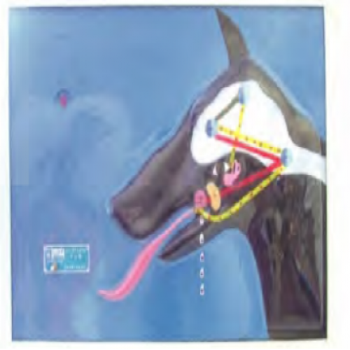 巴甫洛夫條件反射演示（shì）器