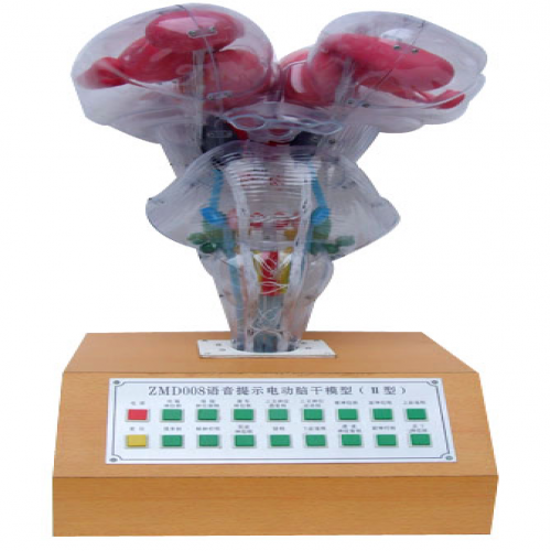 電動腦幹模型