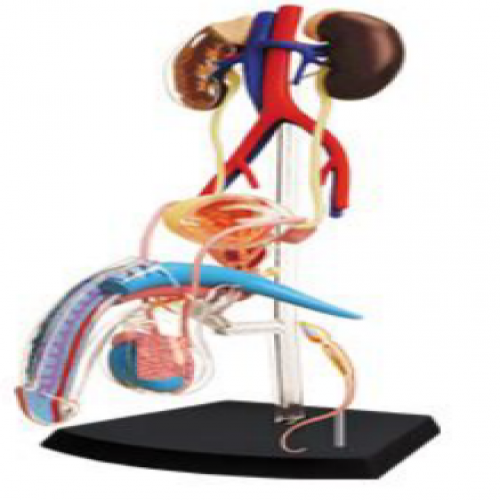 4D MASTER 男性生（shēng）殖係統模型