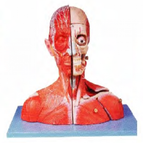 頭（tóu）頸部血（xuè）管神經附腦模型