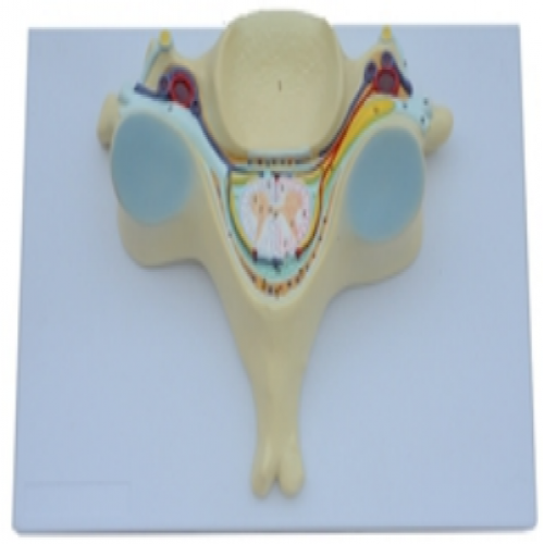 第五頸（jǐng）椎附脊髓和脊神經放大模型