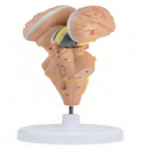 腦幹及下丘腦核團模型