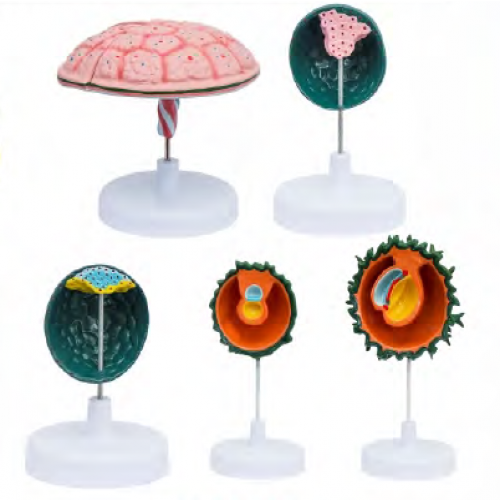 胎兒附屬物模（mó）型