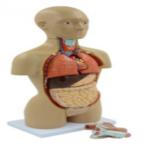 無性人體半身軀幹模型（50cm/16件）