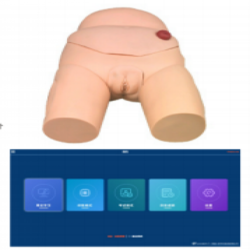 高級女性導尿模型（軟件版（bǎn））