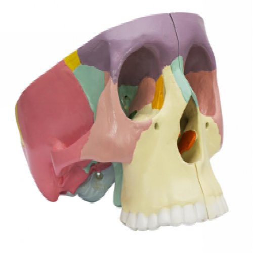 顱底解剖放（fàng）大模（mó）型