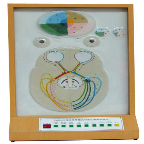瞳（tóng）孔對光反射電動模型（xíng）