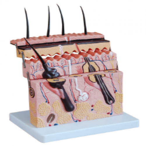 皮膚層次切麵放大（dà）模型