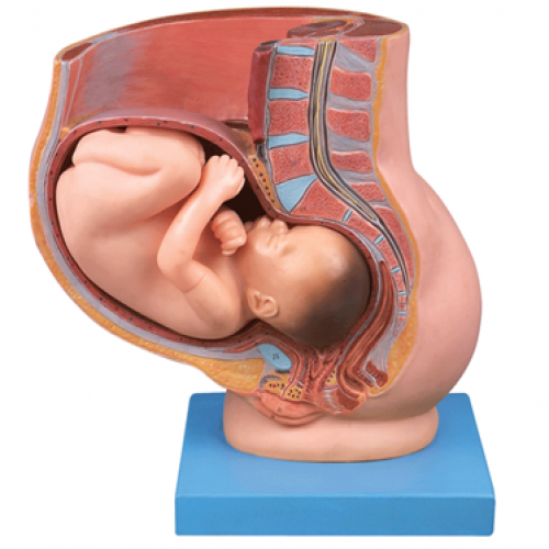 骨盆含妊娠九個（gè）月胎兒模型