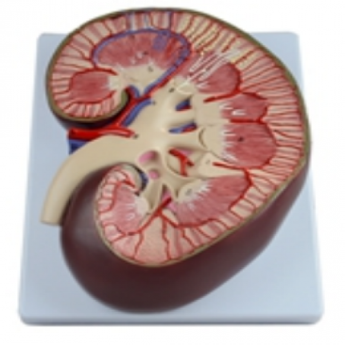 腎髒解（jiě）剖放大模型