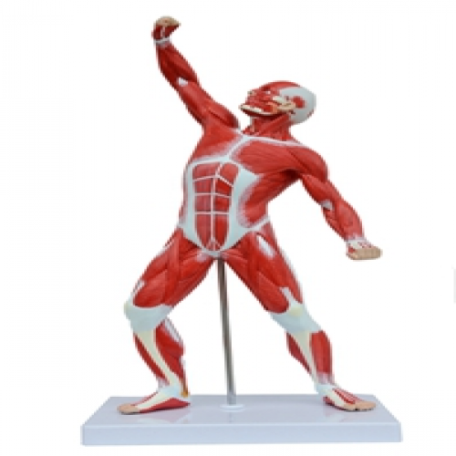 人體全身肌肉運（yùn）動模型