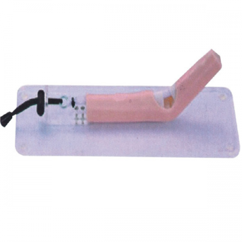 肌腱修複訓練模型