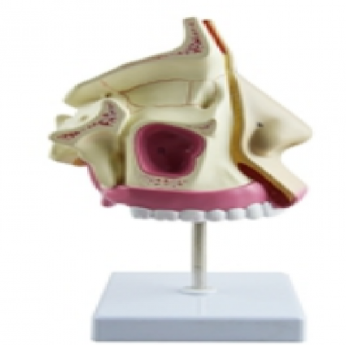 鼻腔自（zì）然大模型