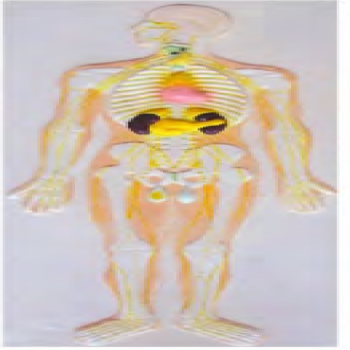 神經係統及內分泌腺浮雕模型