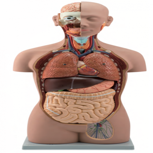 無性人（rén）體不開背式半身軀幹模型（85cm/16件）