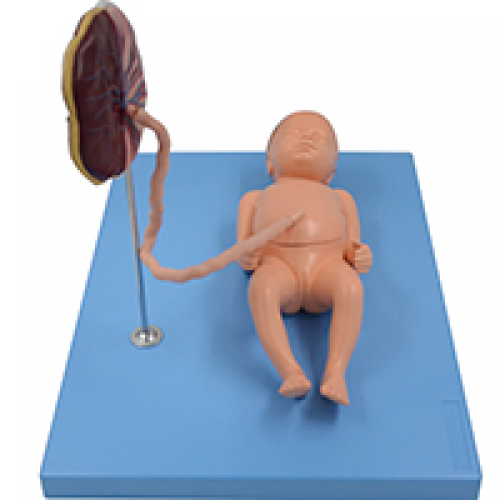 胎盤臍帶與胎兒附內髒模型