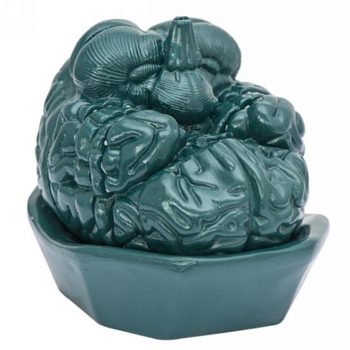 腦額狀連（lián）續切片模型